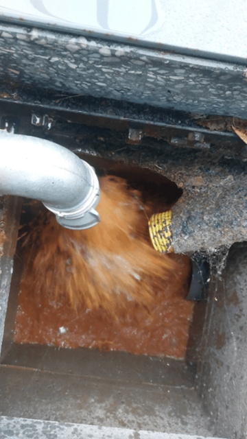 Émulsion extraite lors du traitement Hydropuls® lors de la restauration d'une pompe à chaleur eau eau - Forapulse